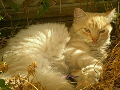 ACOGIDA O ADOPCIÓN: Gatito casero en la calle (Murcia)