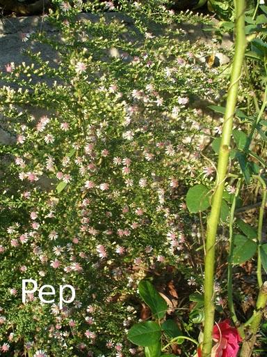 Más perennes para el otoño