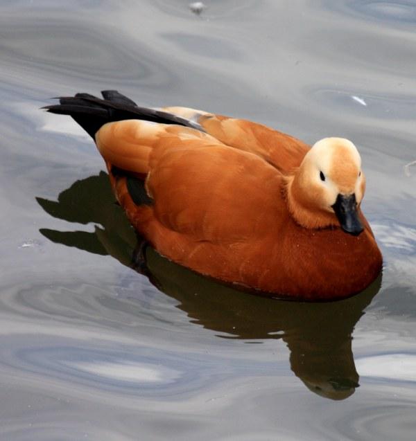 TARRO CANELO-TADORNA FERRUGINEA-RUDDY SHELDUCK