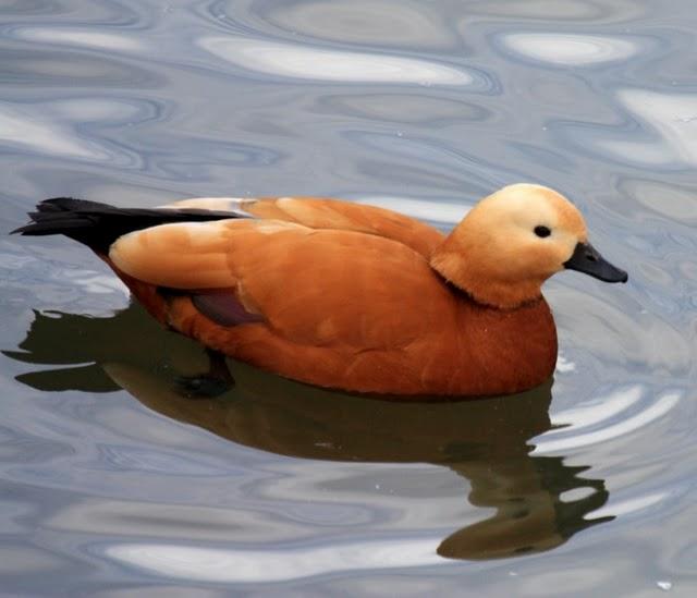 TARRO CANELO-TADORNA FERRUGINEA-RUDDY SHELDUCK