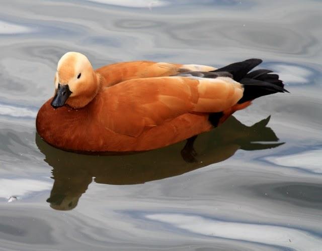 TARRO CANELO-TADORNA FERRUGINEA-RUDDY SHELDUCK