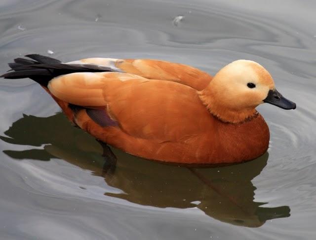 TARRO CANELO-TADORNA FERRUGINEA-RUDDY SHELDUCK