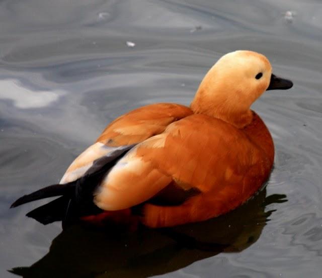 TARRO CANELO-TADORNA FERRUGINEA-RUDDY SHELDUCK