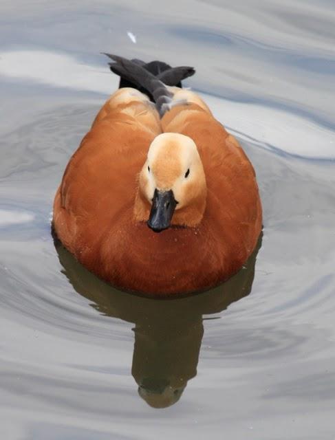 TARRO CANELO-TADORNA FERRUGINEA-RUDDY SHELDUCK