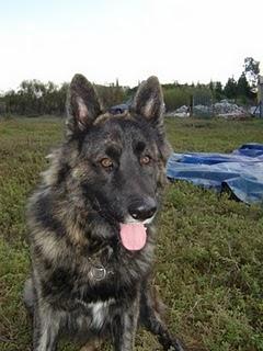 CÁDIZ: pastor belga abandonado.