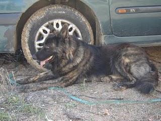 CÁDIZ: pastor belga abandonado.