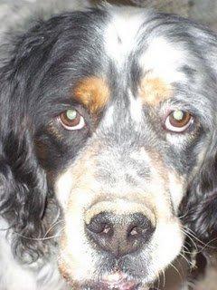 Foxi y Xol necesitan ayuda .... por favor