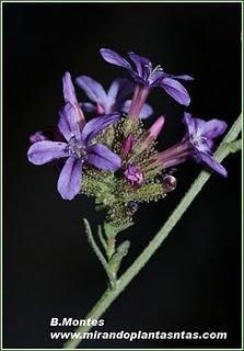 Plumbago europaea L..La celestina ibérica y el Reino Capense.