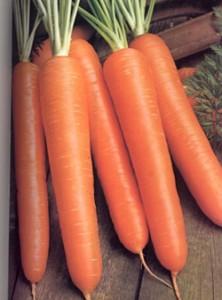 La Zanahoria, La Salvación Para Una Visión Envejecida