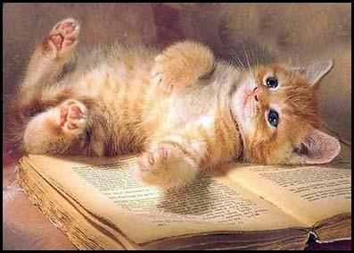 profesor diseño grafico, profesor diseño web, curso illustrator, curso photoshop, curso dreamweaver, diseno grafico, diseño web