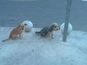 perritos transitado parking-perros utrera (sevilla).