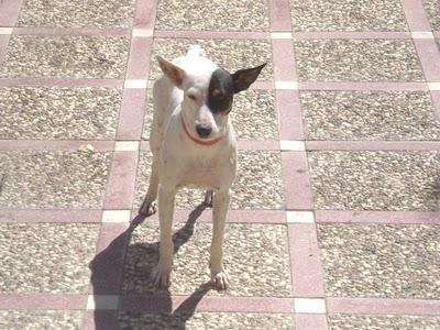 DESPUES DE SER ADOPTADO, LO HAN ROBADO EN BRENES SEVILLA!!