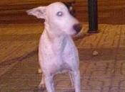 Despues adoptado, robado brenes sevilla!!