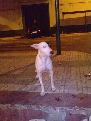 DESPUES DE SER ADOPTADO, LO HAN ROBADO EN BRENES SEVILLA!!