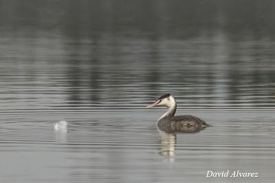 Somormujos y zampullines en el embalse de San Andrés