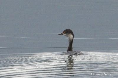 Somormujos y zampullines en el embalse de San Andrés