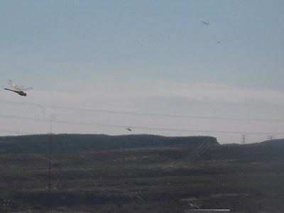 Invasión de libélulas en Alicante. 17/10/2010
