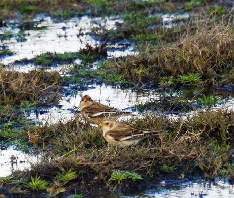Escribanos nivales por Cabo Peñas