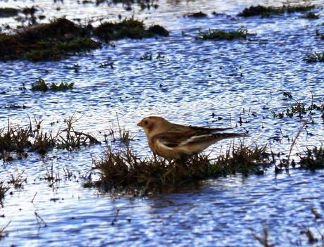 Escribanos nivales por Cabo Peñas