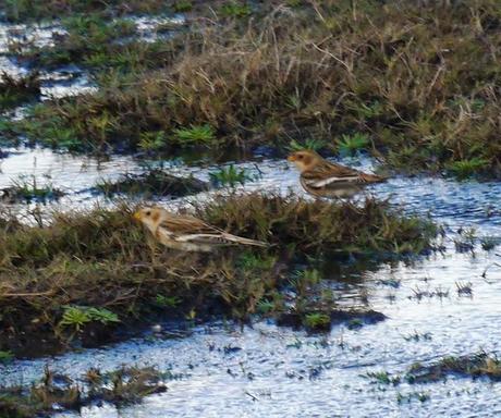 Escribanos nivales por Cabo Peñas