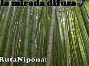 ruta nipona: kyoto (iii) caquis caídos bambú