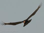 Jote cabeza amarilla (Lesser yellow-headed Vulture) Cathartes burrovianus