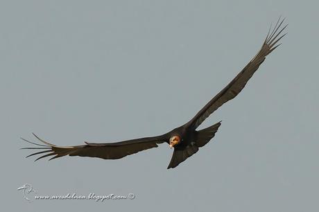 Jote cabeza amarilla (Lesser yellow-headed Vulture) Cathartes burrovianus