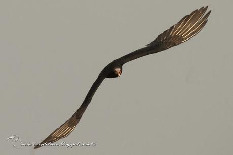 Jote cabeza amarilla (Lesser yellow-headed Vulture) Cathartes burrovianus