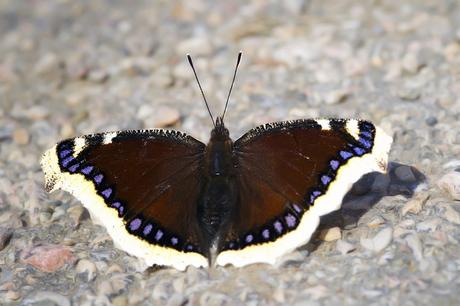 Para ampliar Nymphalis antiopa (Linnaeus, 1758) hacer clic