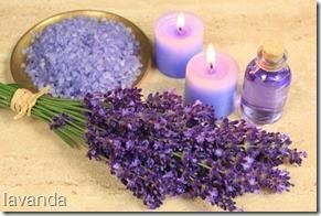 lavanda