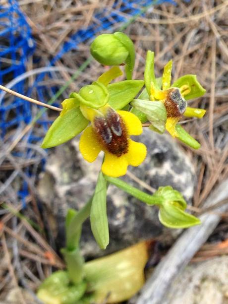 Primera cita de Ophrys lutea para la Sierra de Chinchilla