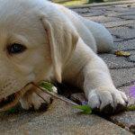 Mantén a tu perro lejos de tus plantas