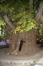 BEA ABRAZANDO UN ÁRBOL EN TELAVI