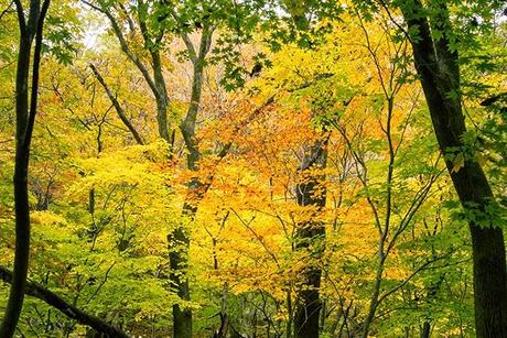 Otoño en Seoraksan I: La cascada de Biryeong
