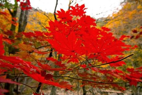 Otoño en Seoraksan I: La cascada de Biryeong
