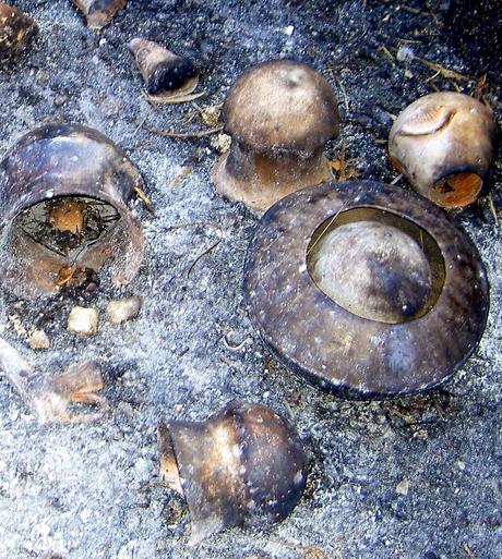 Cerámicas fenicias y tartésicas