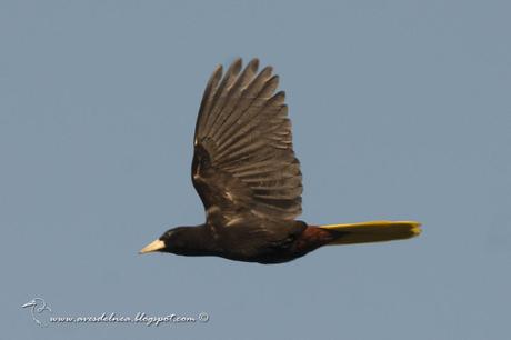 Yapú (Crested Oropendola) Psarocolius decumanus