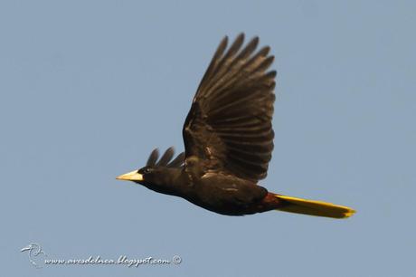 Yapú (Crested Oropendola) Psarocolius decumanus