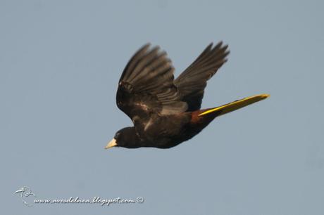 Yapú (Crested Oropendola) Psarocolius decumanus