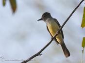 Burlisto pico negro (Short-crested Flycatcher) Myiarchus ferox