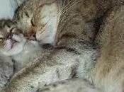 Consejos para compra gatos