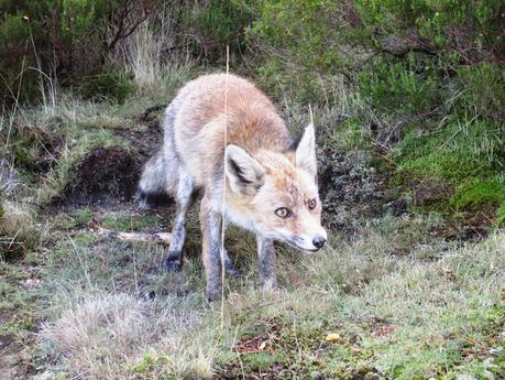 PRADERA DE NAVAJUELOS (I)