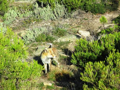 PRADERA DE NAVAJUELOS (I)
