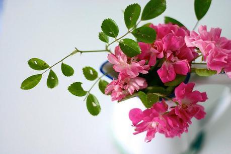 rosas_9_20140616 - Version 2