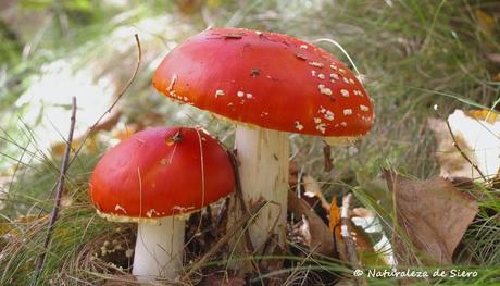 Amanita muscaria