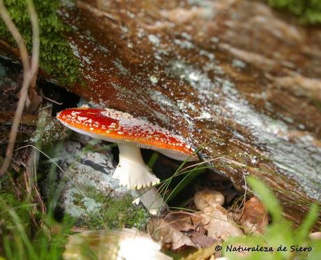 Amanita muscaria