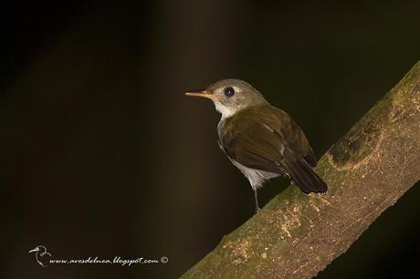 Mosquitero (Southern Antpipit) Corythopis delalandi