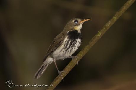 Mosquitero (Southern Antpipit) Corythopis delalandi