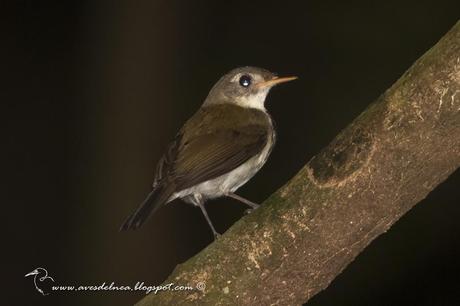 Mosquitero (Southern Antpipit) Corythopis delalandi