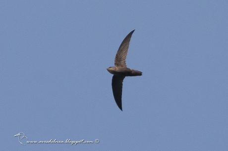 Vencejo de tormenta (Sick´s Swift) Chaetura meridionalis